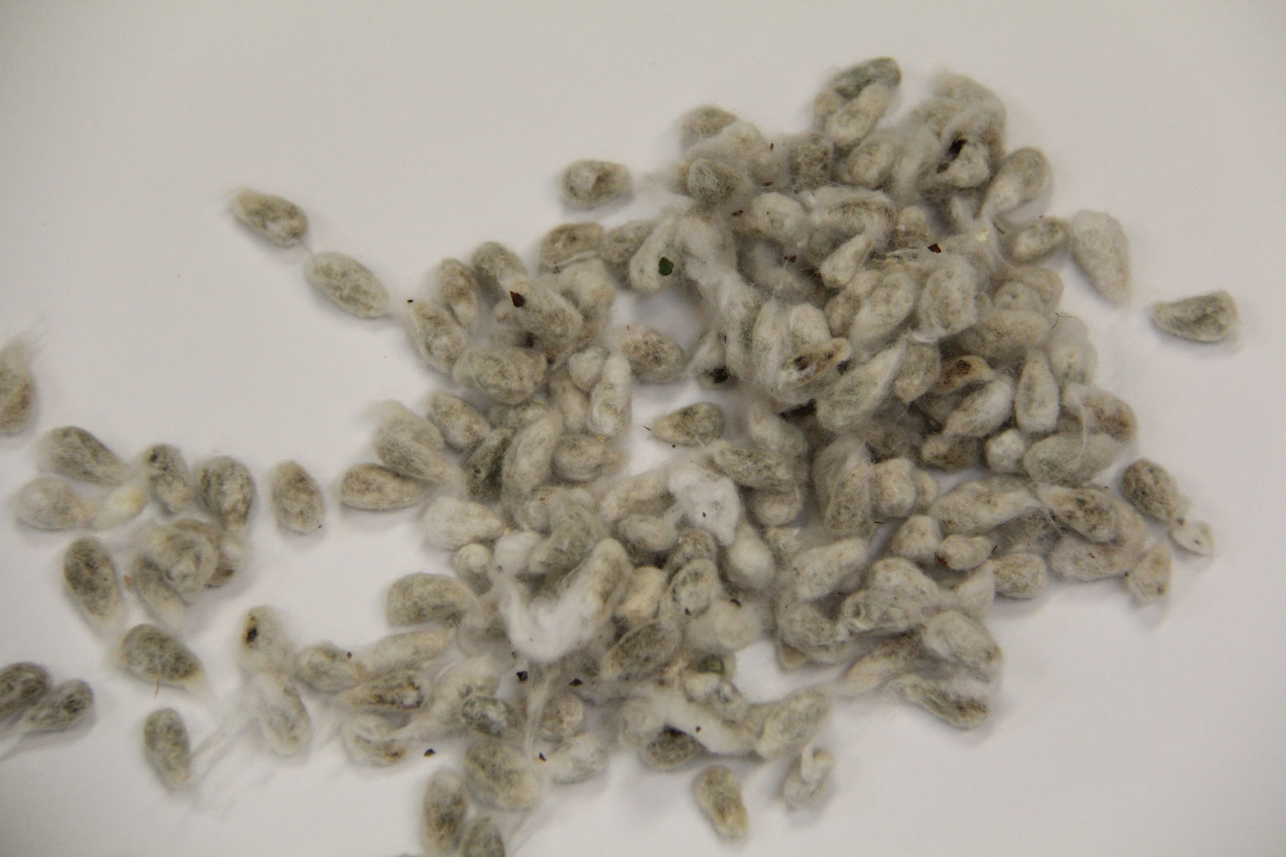 ๐ฑ Raw Cottonseed