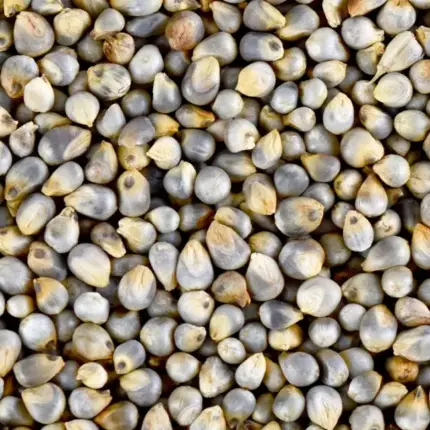 🌾 BAJRI (PEARL MILLET)